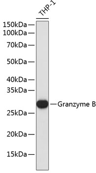 Anti-Granzyme B Antibody (CAB19592)