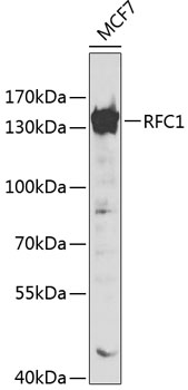 Anti-RFC1 Antibody (CAB1625)