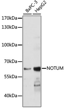 Anti-NOTUM Antibody (CAB16600)