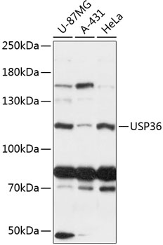 Anti-USP36 Antibody (CAB13115)