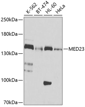 Anti-MED23 Antibody (CAB9856)