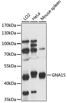 Anti-GNA15 Antibody (CAB16866)