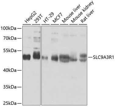 Anti-SLC9A3R1 Antibody (CAB0146)