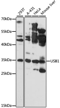 Anti-USB1 Antibody (CAB13229)