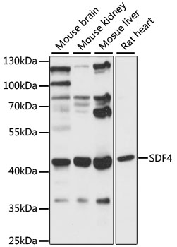 Anti-SDF4 Antibody (CAB15444)