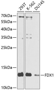 Anti-FDX1 Polyclonal Antibody (CAB9815)