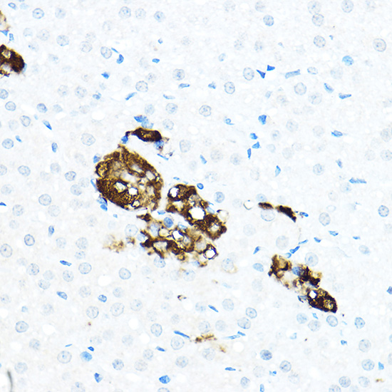 Anti-TH Antibody (CAB12756)