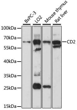 Anti-CD2 Antibody (CAB5632)