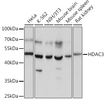 Anti-HDAC3 Antibody (CAB16462)