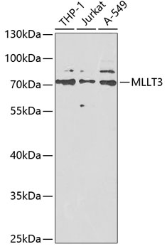 Anti-MLLT3 Antibody (CAB6798)