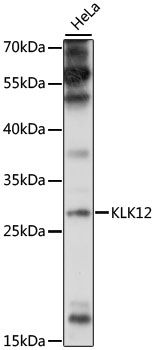 Anti-KLK12 Antibody (CAB16523)