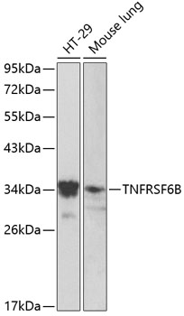 Anti-TNFRSF6B Antibody (CAB13652)