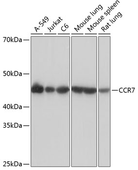 Anti-CCR7 Antibody