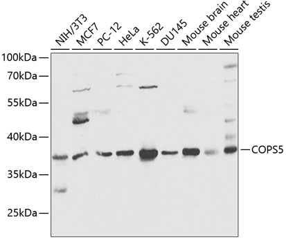 Anti-COPS5 Antibody (CAB13401)