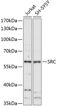 Anti-SRC Antibody (CAB11707)