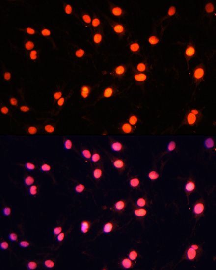 Anti-ZNF446 Antibody (CAB14912)