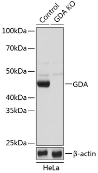 Anti-GDA Antibody [KO Validated] (CAB19916)