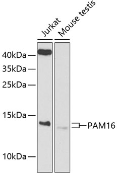 Anti-PAM16 Polyclonal Antibody (CAB9875)