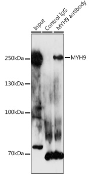 Anti-MYH9 Antibody (CAB0173)