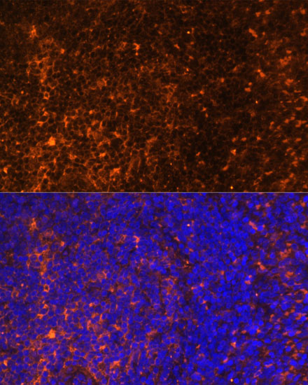 Anti-CCL19 Antibody (CAB16972)