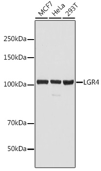 Anti-LGR4 Antibody (CAB12657)