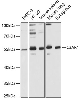 Anti-C3AR1 Antibody (CAB6361)