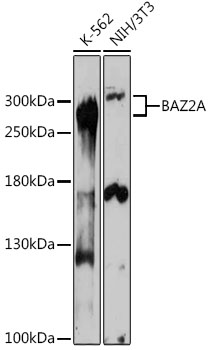Anti-BAZ2A Antibody (CAB17630)