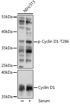 Anti-Phospho-Cyclin D1-T286 Antibody (CABP1061)