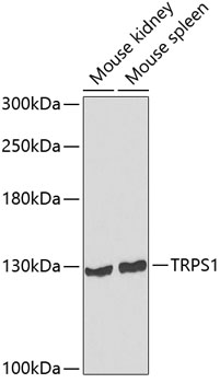 Anti-TRPS1 Antibody (CAB7743)