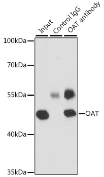 Anti-OAT Antibody (CAB6235)