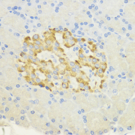 Anti-SURF4 Antibody (CAB16744)