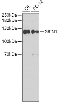 Anti-GRIN1 Antibody (CAB7167)