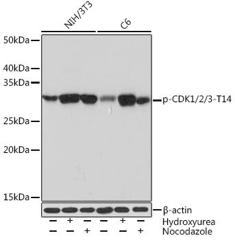 Anti-Phospho-CDK1/2/3-T14 Antibody (CABP1138)