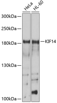 Anti-KIF14 Antibody (CAB10275)