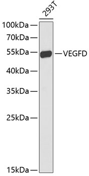 Anti-FIGF Antibody (CAB13617)