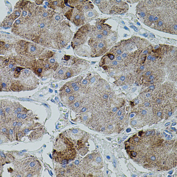 Anti-APP Antibody (CAB0206)