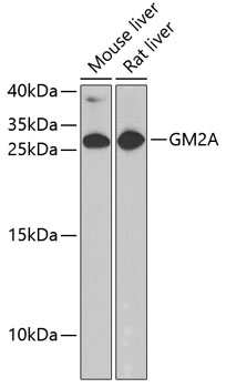 Anti-GM2A Antibody (CAB6605)