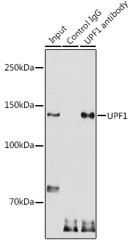 Anti-UPF1 Antibody (CAB1521)