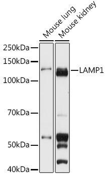 Anti-LAMP1 Antibody (CAB16895)