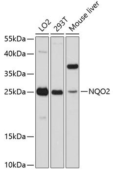 Anti-NQO2 Antibody (CAB11742)