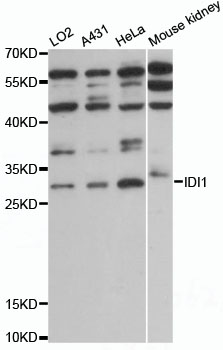 Anti-IDI1 Antibody (CAB13826)