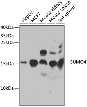 Anti-SUMO4 Antibody (CAB7517)