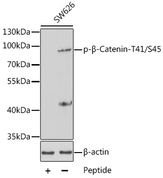 Anti-Phospho-Catenin beta-1-T41/S45 Antibody (CABP0336)