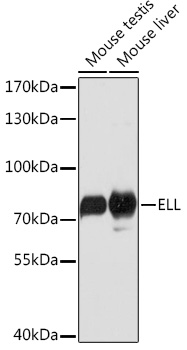 Anti-ELL Antibody (CAB16448)