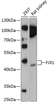 Anti-FJX1 Polyclonal Antibody (CAB9268)