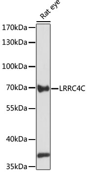 Anti-LRRC4C Antibody (CAB15491)