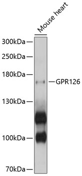 Anti-GPR126 Antibody (CAB10318)