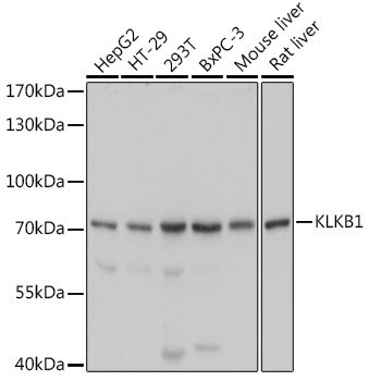 Anti-KLKB1 Antibody (CAB5318)