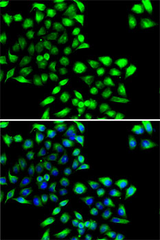 Anti-COPS6 Antibody (CAB7072)