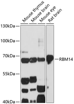 Anti-RBM14 Antibody (CAB13159)